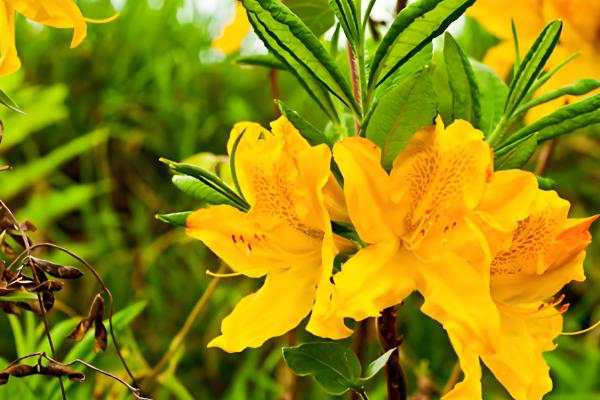 闹羊花的叶子为何会发红，可能是养分不足、气温过低等原因引起