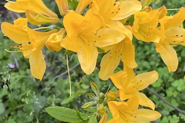 闹羊花的叶子为何会发红，可能是养分不足、气温过低等原因引起