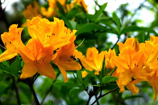 闹羊花的叶子为何会发红，可能是养分不足、气温过低等原因引起