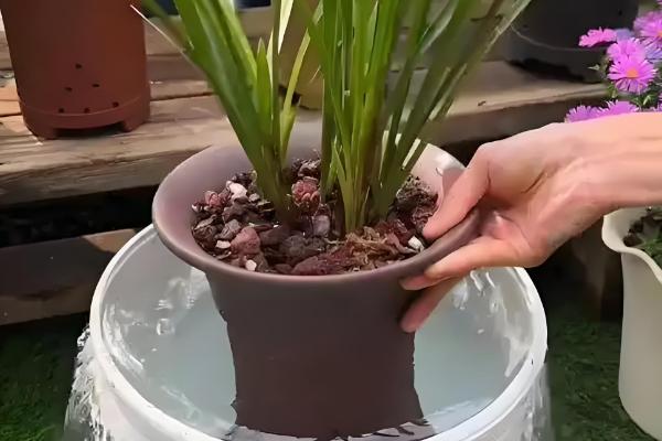 养殖兰花的方法，春秋季节每隔半个月追肥一次