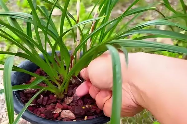 养殖兰花的方法，春秋季节每隔半个月追肥一次