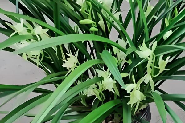 养殖兰花的方法，春秋季节每隔半个月追肥一次