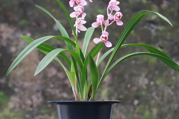 养殖兰花的方法，春秋季节每隔半个月追肥一次