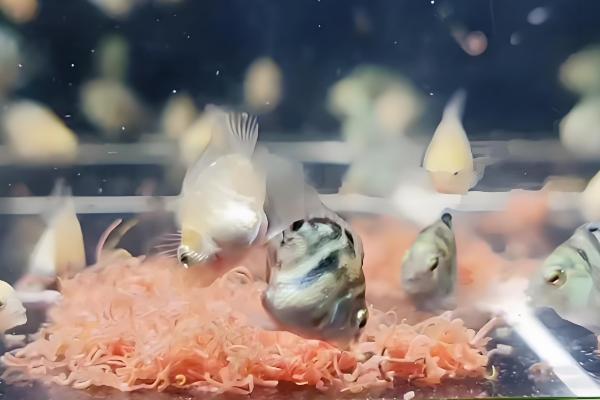 迷你鹦鹉鱼一天喂几次，一天喂1-3次