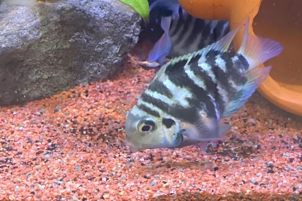 迷你鹦鹉鱼一天喂几次，一天喂1-3次