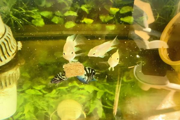 迷你鹦鹉鱼一天喂几次，一天喂1-3次