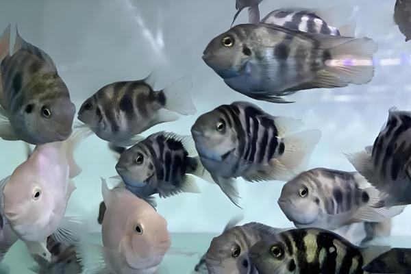 迷你鹦鹉鱼一天喂几次，一天喂1-3次