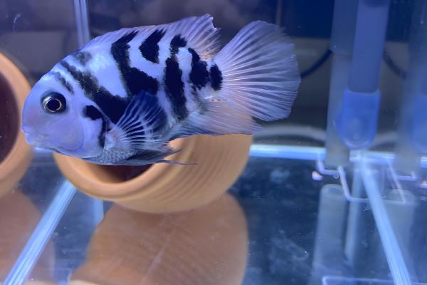 迷你鹦鹉鱼一天喂几次，一天喂1-3次