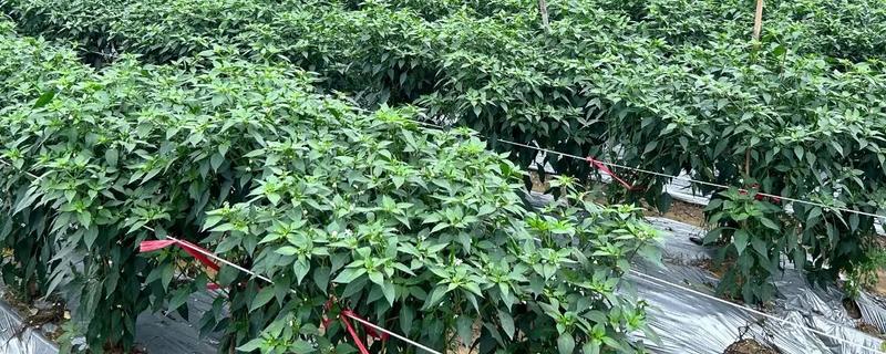 如何栽培辣椒,长出3-4片叶时再移栽