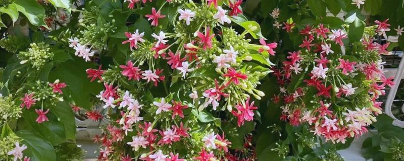 使君子花香的原因,其花蜜较多