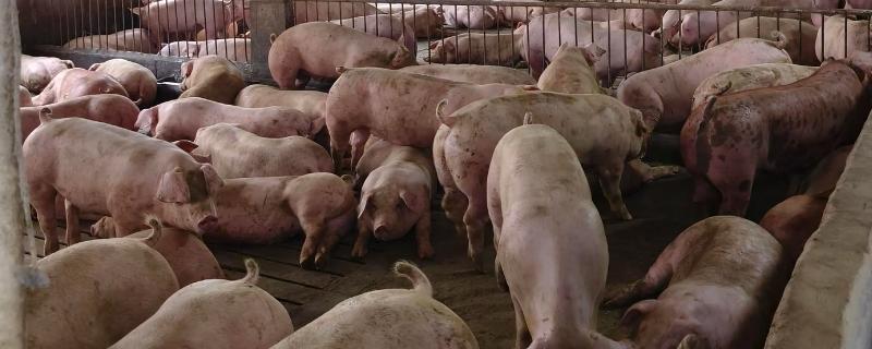 养猪100天出栏饲料的配制方式，原料包括青菜、青菜干、玉米等