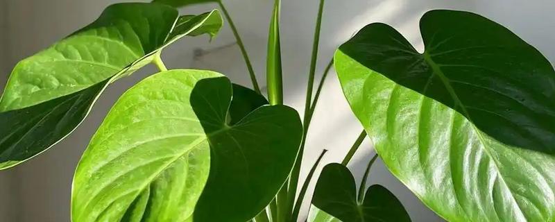 滴水观音盆栽养护方法，生长期每隔1周追肥一次