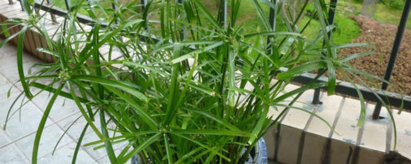 伞竹的养殖方法，要置于阳光充足的环境中养护