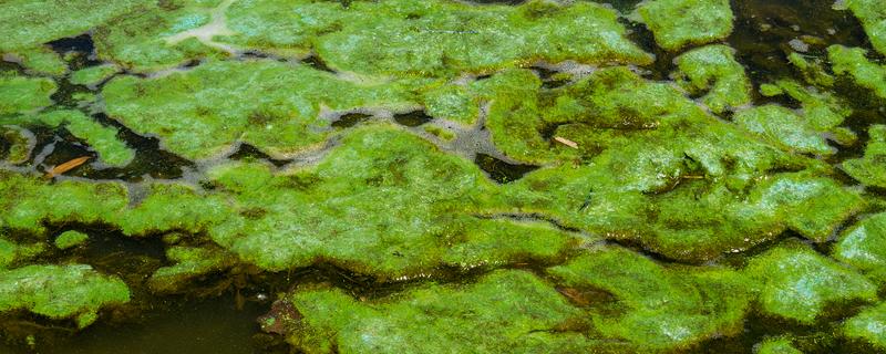 绿藻的品种，主要分为衣藻、团藻等5个种类