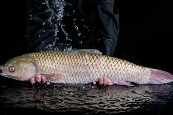 草鱼的价格，一斤需要6-15元左右