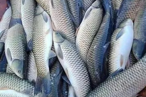 草鱼的价格，一斤需要6-15元左右