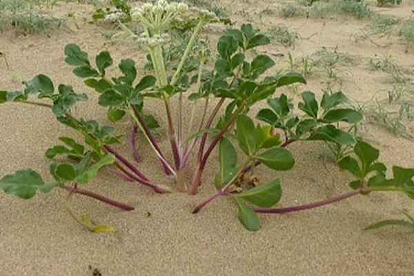 北沙参的产地,主产于山东、河北、辽宁等省份