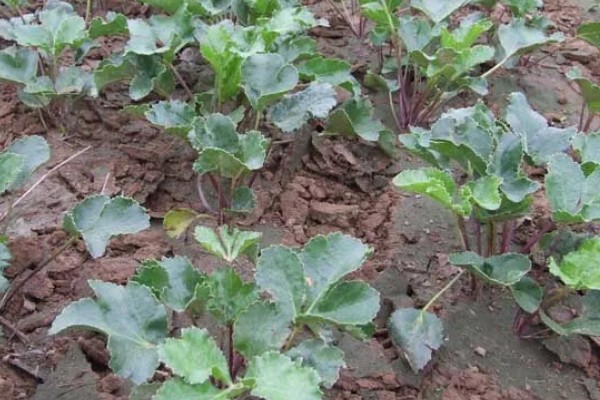 北沙参的产地,主产于山东、河北、辽宁等省份