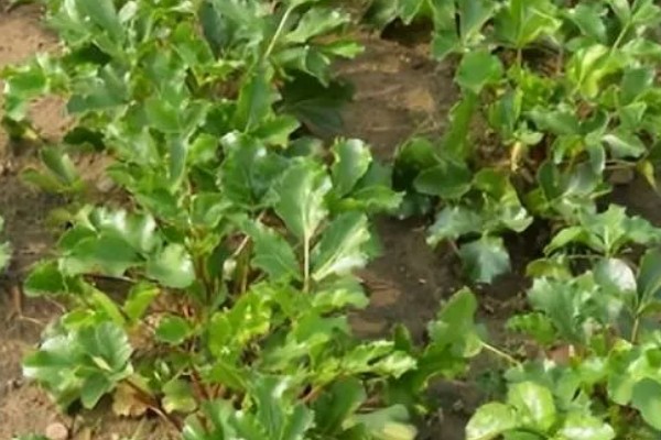 北沙参的产地,主产于山东、河北、辽宁等省份