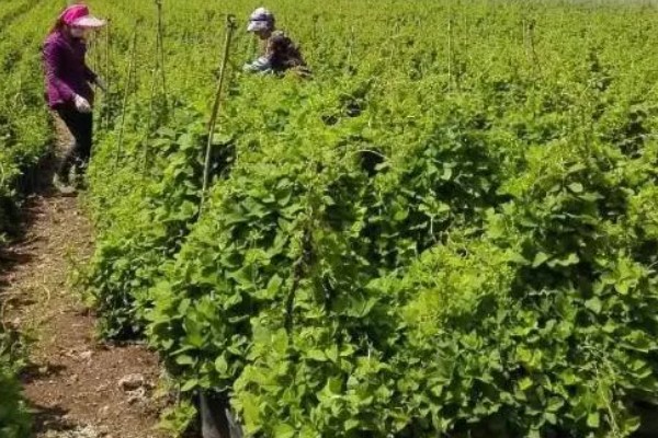 北沙参的产地,主产于山东、河北、辽宁等省份