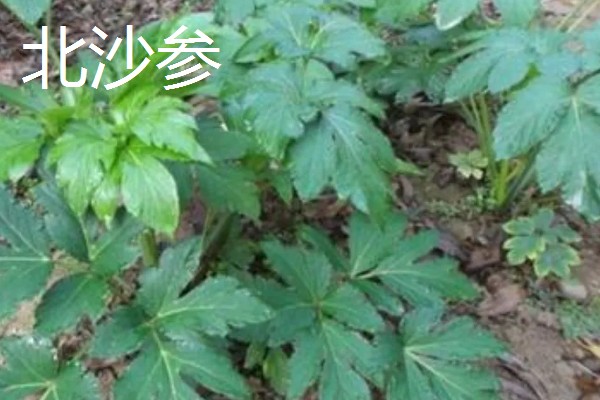 北沙参的产地,主产于山东、河北、辽宁等省份