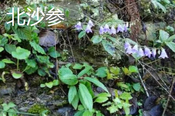 北沙参的产地,主产于山东、河北、辽宁等省份