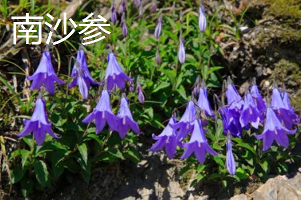 北沙参的产地,主产于山东、河北、辽宁等省份