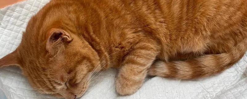 猫突然吐白沫的原因,可能是吃了不健康的食物所致