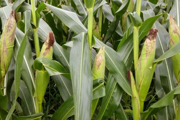 桂单2815玉米品种的特性,中抗(MR)茎腐病