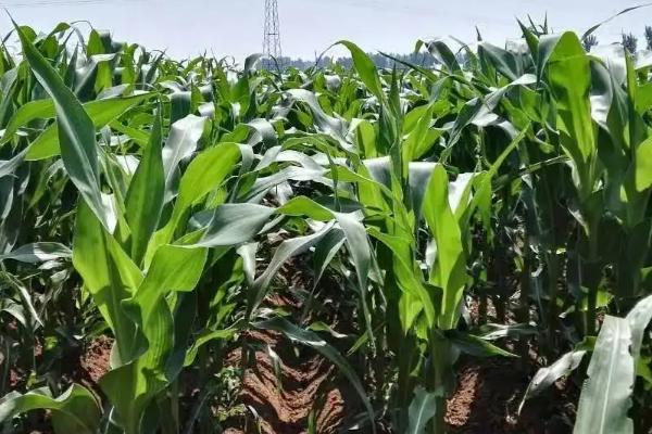 桂单2813玉米种子特征特性，注意防治虫害