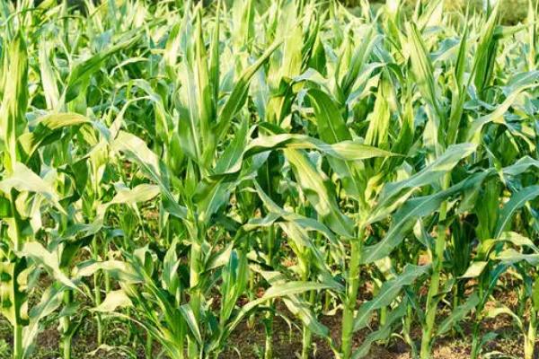 桂单2815玉米品种的特性,中抗(MR)茎腐病