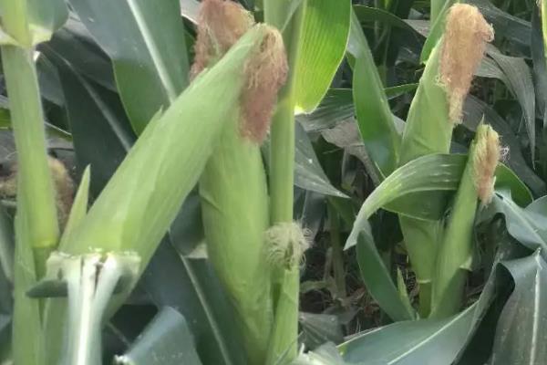 松科271玉米品种的特性，适宜播种期4月下旬～5月上旬