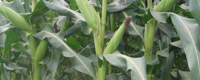 桂单2813玉米种子特征特性，注意防治虫害