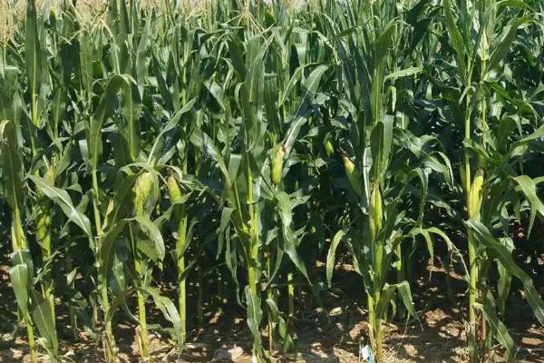 万佳福590玉米种子介绍,注意防治病虫害