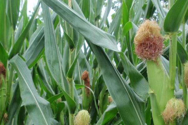 桂单2813玉米种子特征特性，注意防治虫害