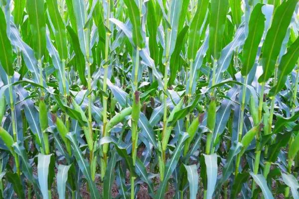 桂单697玉米种子特点，生育期春季平均120天