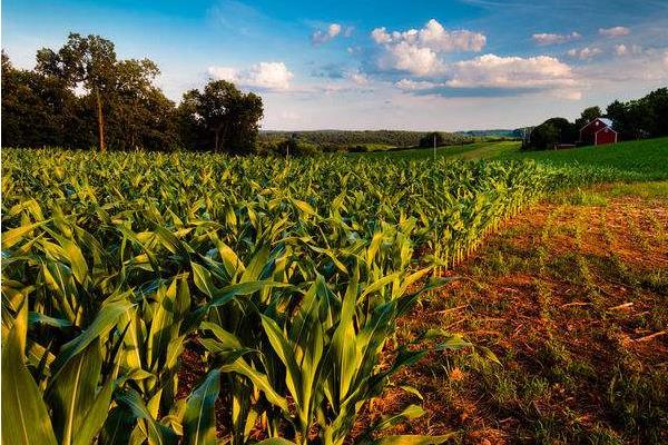 满世通503玉米品种简介，适宜播种期4月下旬~5月上旬