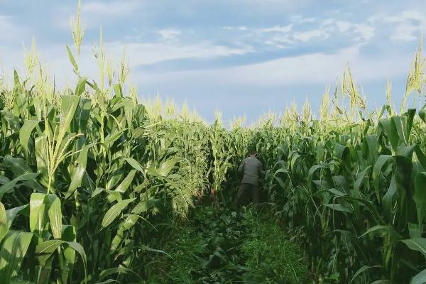 闽甜428玉米品种简介，属鲜食甜玉米品种