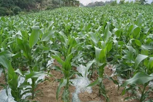 圣甜翡月玉米品种简介,属鲜食甜玉米品种