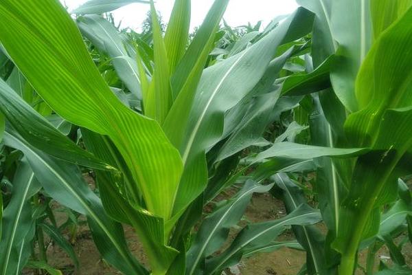 盛鑫7玉米品种的特性,密度4500株/亩左右