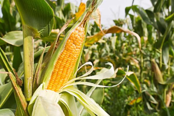 闽甜428玉米品种简介，属鲜食甜玉米品种