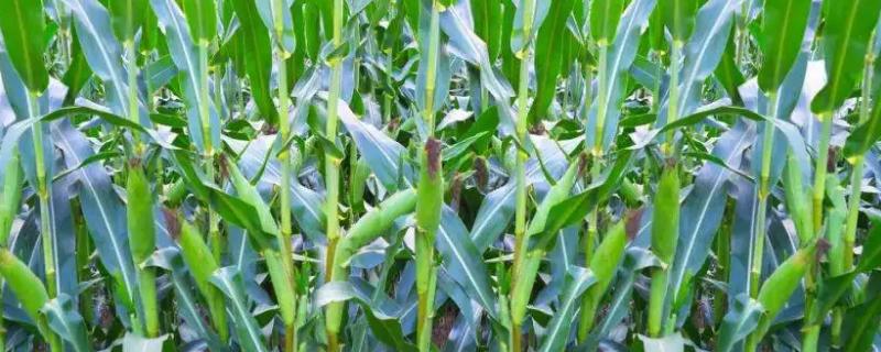 西农233玉米品种简介，出苗至成熟125.5天