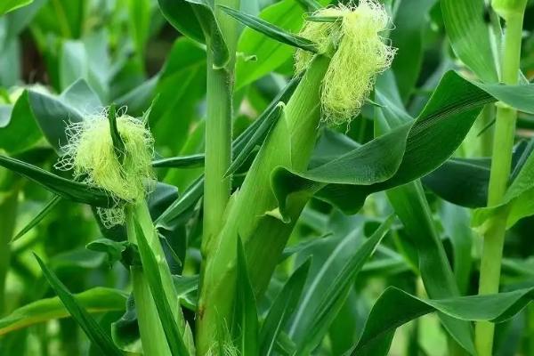 九园8717玉米种子特征特性，出苗至成熟118.9天