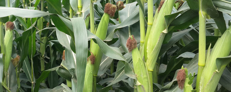 松科323玉米种子特征特性，出苗至成熟123.3天