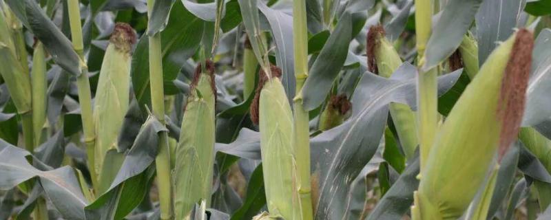 松研581玉米品种的特性，出苗至成熟131.2天