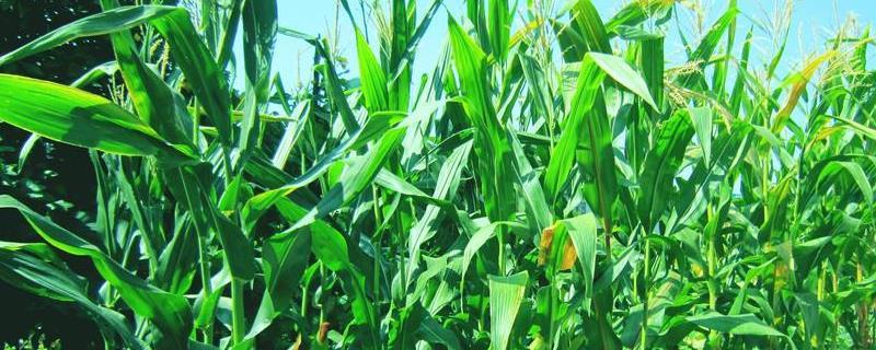 西蒙1598玉米种子介绍，密度4500～5500株/亩
