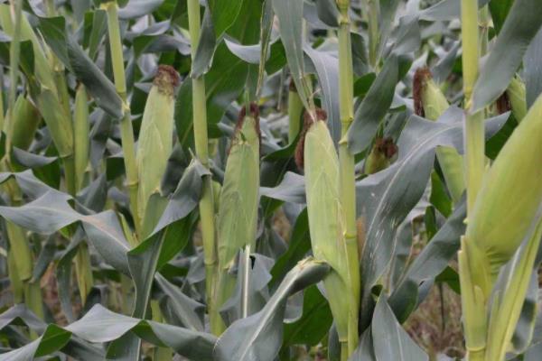 内单2301玉米品种的特性，注意防治茎腐病和丝黑穗病