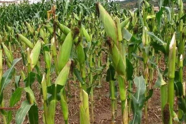 中河玉969玉米品种的特性，密度4500～5500株/亩