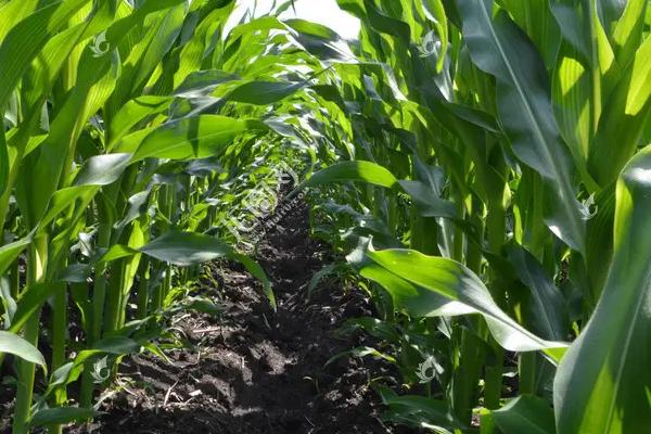 D566玉米种子简介,适宜播种期4月下旬~5月上旬