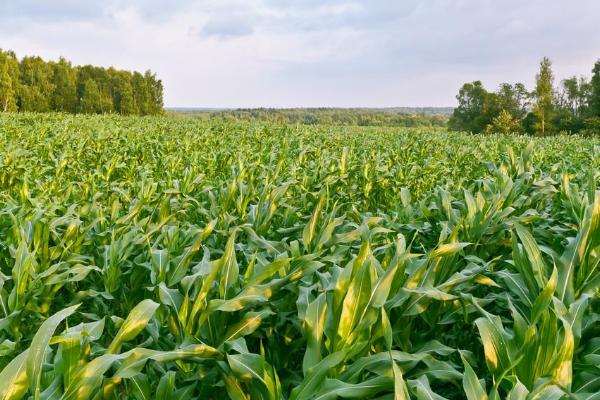 松研581玉米品种的特性,出苗至成熟131.2天